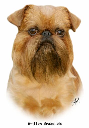 Griffon 9Y411D-237.jpg